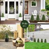 poetree 3ft Artificial Boxwood Plant with Integrated Ground Stake,Set of 2 UV Resistant Fake Plants for Indoor Outdoor - 4 of 4