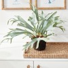 Plum & Post Staghorn Fern Drop-In 21" - 4 of 4