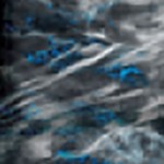 blackfin