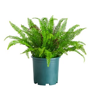 Nearly Natural 23-in UV Resistant Artificial Real Touch Boston Fern Plant (Indoor/Outdoor) - 1 of 1