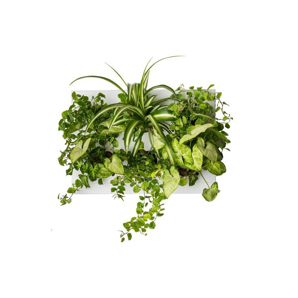 EAN 8055320070068 product image for HOH! Hang. Oasi. Home by Ortis Green | upcitemdb.com