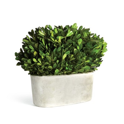 Plum & Post Boxwood Bush In Oval Pot