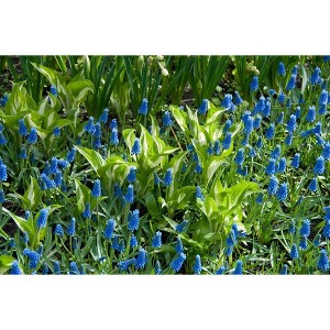 50ct Grape Hyacinths Bulbs - Van Zyverden - 1 of 4