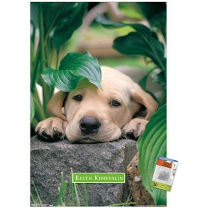 Trends International Keith Kimberlin - Puppy - Lazy Days Unframed Wall Poster Prints - 1 of 4