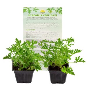 Soil Sunrise Live Citronella Geranium Plants; Pelargonium Citronella Scented Potted Plants - 1 of 4