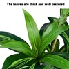 70" Artificial Dragon Tree in Pot, Fake Plant Decoration for Living Room, Balcony, Bedroom, Office - 4 of 4