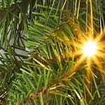 24in pine needle pvc mixed christmas wreath (1pcs red + gold wreath)