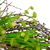 Northlight 20-Inch Green and Yellow Flower Buds, Leaves and Twigs Artificial Floral Wreath - 4 of 4