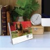 Willow Creek Press 2026 Dachshunds Box Calendar - 3 of 4