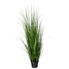 Green Lemongrass Potted - 4 of 4
