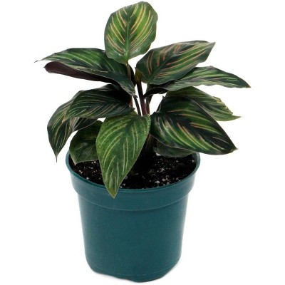 3pk Calathea Beauty Star Plant - National Plant Network