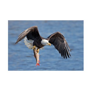 Trademark Fine Art Jun Zuo  Bald Eagle Catching a Big Fish Canvas Wall Art - 1 of 4