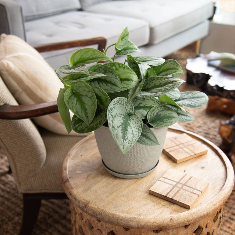 Silver Satin Pothos - National Plant Network, 4 of 6