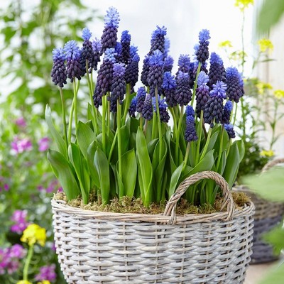 Set of 25 Bulbs Grape Hyacinths Latifolum - Van Zyverden