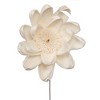 Vickerman 4" Natural Botanicals Dried Sola Flower on Wire Stem - 2 of 4