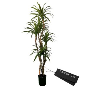 Cypress & Alabaster | Yucca In Growers Pot - 1 of 4
