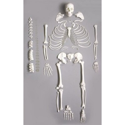 Wellden Medical Educational Full Disarticulated Life Size Realistic Human Male Skeleton Model Cast for Learning & Teaching