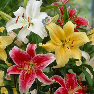 Van Zyverden 9ct Bulbs Lilies Oriental Fragrant Blend - 1 of 4