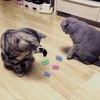 Cat Spiral Spring, 12 Pc Cat Creative Toy Plastic Spring Colorful Springs Cat Toy for Swatting, Biting, Hunting Kitten Toys - 2 of 4