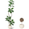 Real Touch Artificial Rubber Tree in White Resin Planter w/Decorative Stones - Faux Fiddle Leaf Style, Tall Indoor Floor Plant for Home Decor - 2 of 4