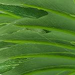 philodendron fake plants