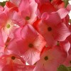 10" Artificial Pink Hydrangea Flower in Ceramic Pot - National Tree Company - 3 of 4