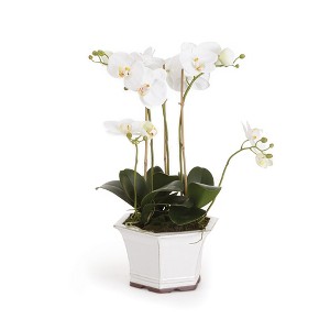 Plum & Post Barclay Butera Phalaenopsis In Ceramic Pot 18.5" - 1 of 3