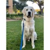 Country Brook Petz 1 Inch Nylon Dog Leash - 2 of 4
