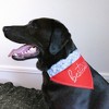 Pavilion Gift Company - Best Dog Ever - 12" x 8" Canvas Slip on Pet Bandana - Pet Toy - 2 of 4