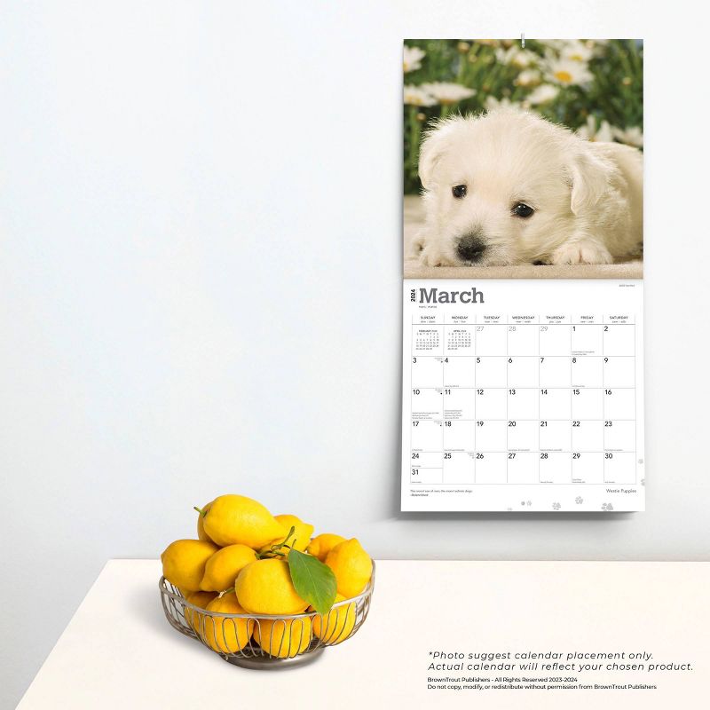 Browntrout 2024 Wall Calendar 12&#34;x12&#34; West Highland White Terrier Puppies, 4 of 5