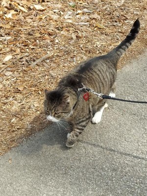 Come With Me Kitty™ Cat Harness & Bungee Leash