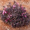 Weigela Stunner 4" Potted Rocketliners - Van Zyverden - 2 of 4