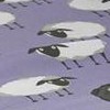 sheep lavender