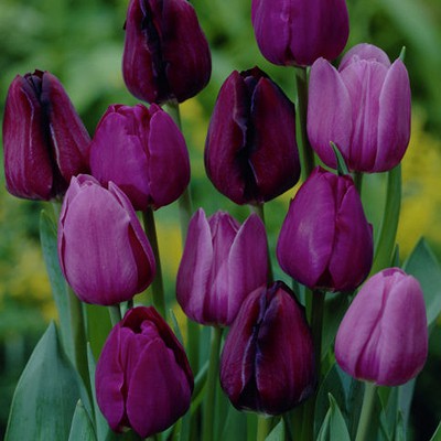 Tulips Non-Stop Purple Blend - Set of 25 Bulbs - Van Zyverden