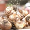 Van Zyverden 5ct Bulbs Narcissus Daffodils Dutch Master - 2 of 4