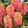 10ct Hyacinths Sweet Invitation Bulbs - Van Zyverden - 2 of 4