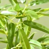 Racxily 6FT Artificial Bamboo Tree, Faux Decorative Plant in Nursery Pot for Indoor D¨¦cor - 3 of 4
