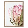 Kate and Laurel Sylvie Pink Protea Flower Framed Canvas by Amy Peterson - 2 of 4
