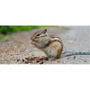 Cole's Critter Munchies Wild Animal Food - 3 of 3