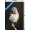 Trends International Curious Burrowing Owlet Unframed Wall Poster Prints - 3 of 4