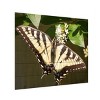 Trademark Fine Art Leslie Montgomery Eastern Tiger Swallowtail Butterfly Wingspan Wood Slat Art - 2 of 4