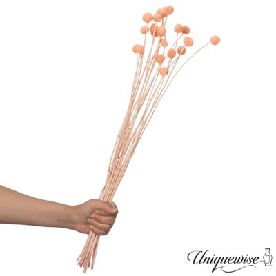 champagne billy buttons