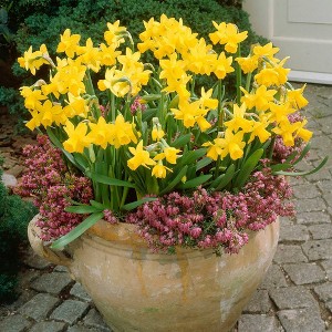 Van Zyverden 25ct Bulbs Narcissus Daffodils Tete-a-Tete for Containers - 1 of 4