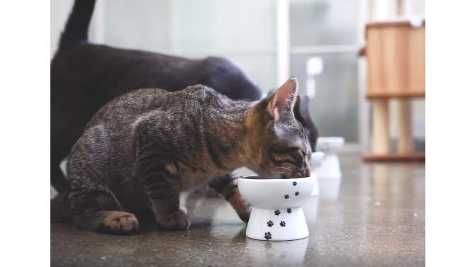 Necoichi Raised Cat Water Bowl, 2 of 11, play video