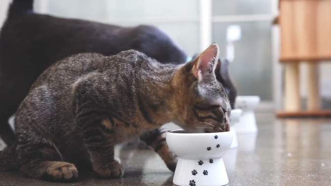 Necoichi Raised Cat Water Bowl, 2 of 11, play video