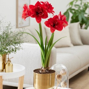 Van Zyverden Preplanted Amaryllis Bulb Double Dragon with Brass Finish Iron Bulb Planter and Stand - 1 of 4