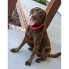 Country Brook Petz Heavy Duty Nylon Martingale Dog Collar with Deluxe Buckle - 30+ Vibrant Color Options - 4 of 4