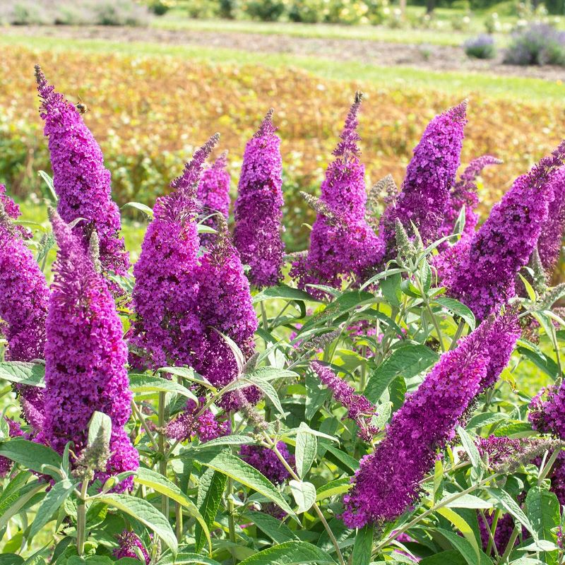 2.5qt &#39;RoyalRazz&#39; Buddleia Plant - Purple Blooms, Butterfly Bush, Fragrant Perennial, Full Sun, Attracts Wildlife, Hardy & Drought Tolerant, 5 of 7