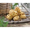 Van Zyverden Set of 7 Lilies Dutch Asiatic Mixture Bulbs - 2 of 3