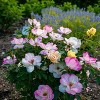 Van Zyverden Bloomin' Easy Rosa Peach Lemonade 4" Potted Rocketliners Rose in Nursery Pot - 2 of 4